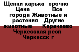Щенки харька! срочно. › Цена ­ 5 000 - Все города Животные и растения » Другие животные   . Карачаево-Черкесская респ.,Черкесск г.